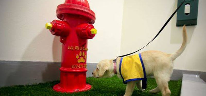 Airport Pet Relief Areas preview 6